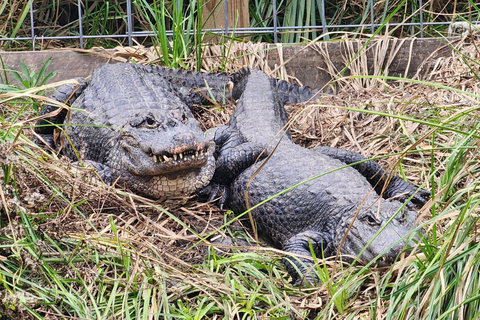 Från Houston: Inträdesbiljett till Crocodile Encounter