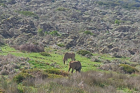 Da Cidade do Cabo: Safári na Aquila Game Reserve com almoço