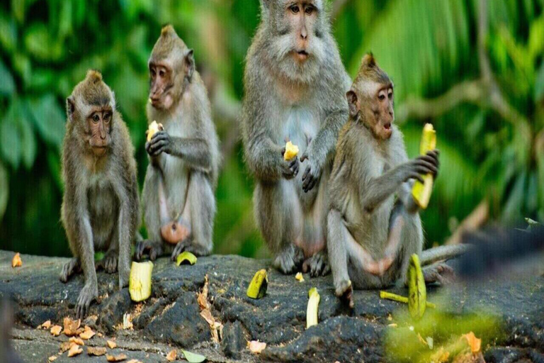Ubud: Monkey Forest, Pura, Rice Terraces, Hidden Waterfall Ubud : Private Tour With Ticket