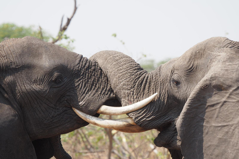 Livingstone: Living with Elephants Cultural Experience