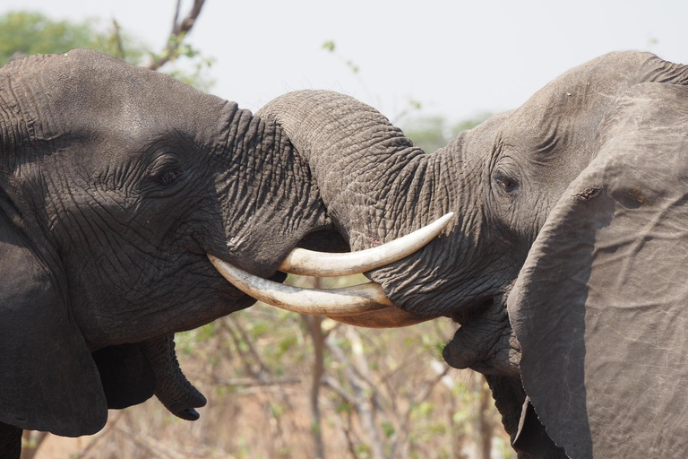 Livingstone: Living with Elephants Cultural Experience