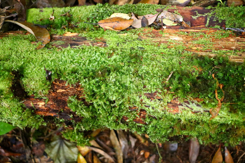 Ho Chi Minh City: Bidoup e Ta Giang Tour di trekking di 2 giorniHo Chi Minh City: tour di 2 giorni con trekking a Bidoup e Ta Giang