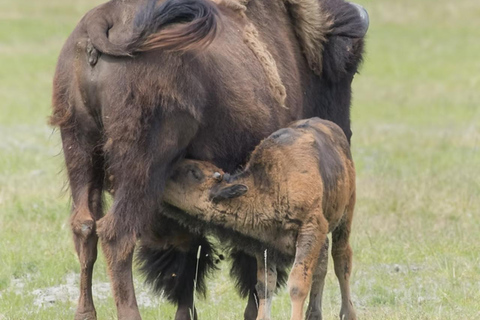 Anchorage: Alaska Wildlife Tour with Hotel Pickup