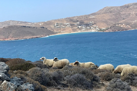 Guided Mykonos ATV adventure; Off-Road Tour with Beach Stop