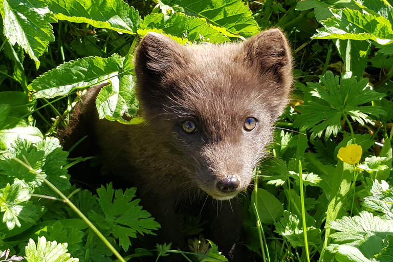 From Isafjordur: Arctic Fox Centre Guided Bus Tour