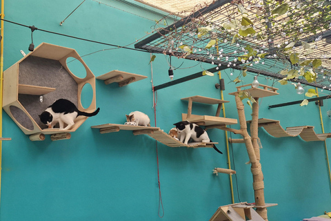 Atenas: visita a um café com gatos, com bebida e doceAtenas: Visita ao Cat Cafe com Drink and Sweet