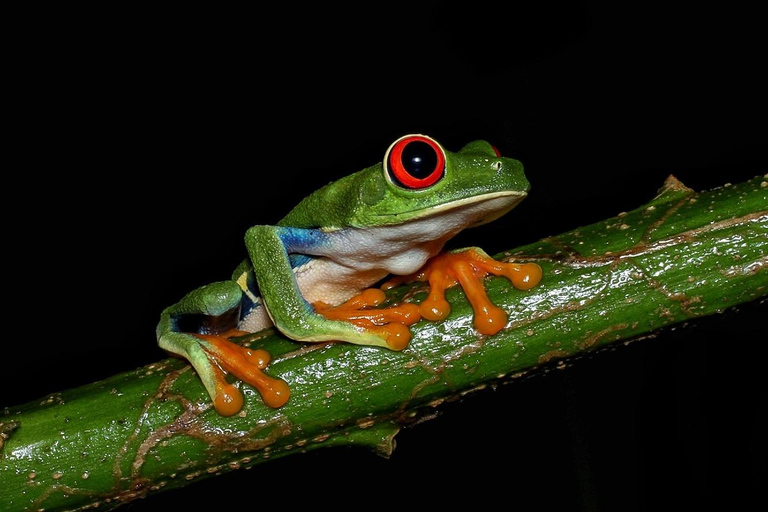 La Fortuna: Caminhada noturna em La Fortuna