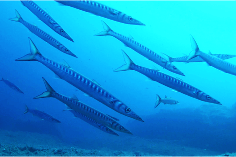 Sardinia - La Maddalena: Discover Scuba Diving Experience La Maddalena: Discover Scuba Diving Experience