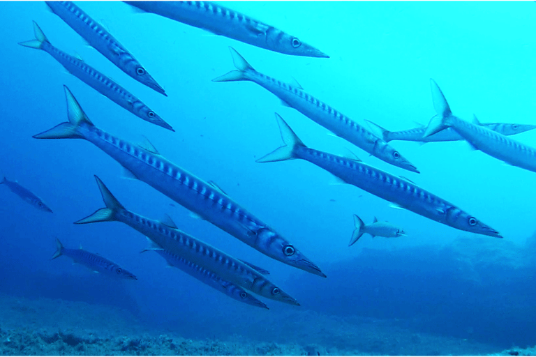 Sardaigne - La Maddalena : découverte de la plongée sous-marineLa Maddalena : découverte de la plongée sous-marine