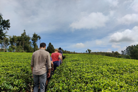 Nairobi: 1-dniowa wycieczka na farmę herbaty Teagoni