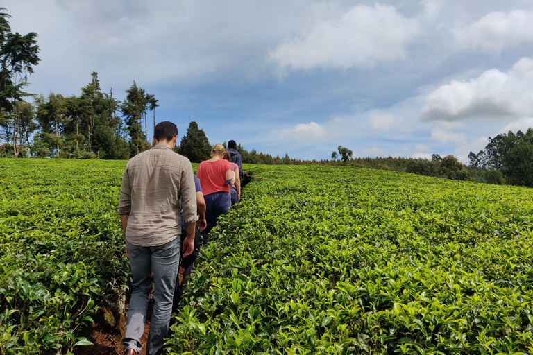 Nairobi: 1-dniowa wycieczka na farmę herbaty Teagoni