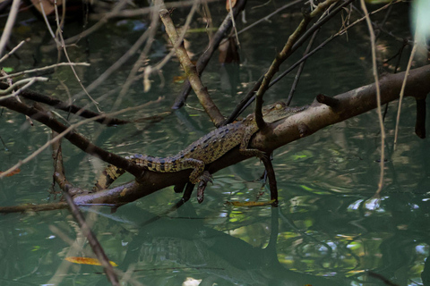 Manuel Antonio Mangrove Boat Tour