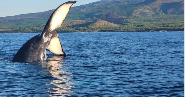 Maui: Tour di avvistamento delle balene - 1,5 ore