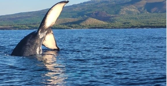 Maui: Whale Watching Tour - 1.5 hours