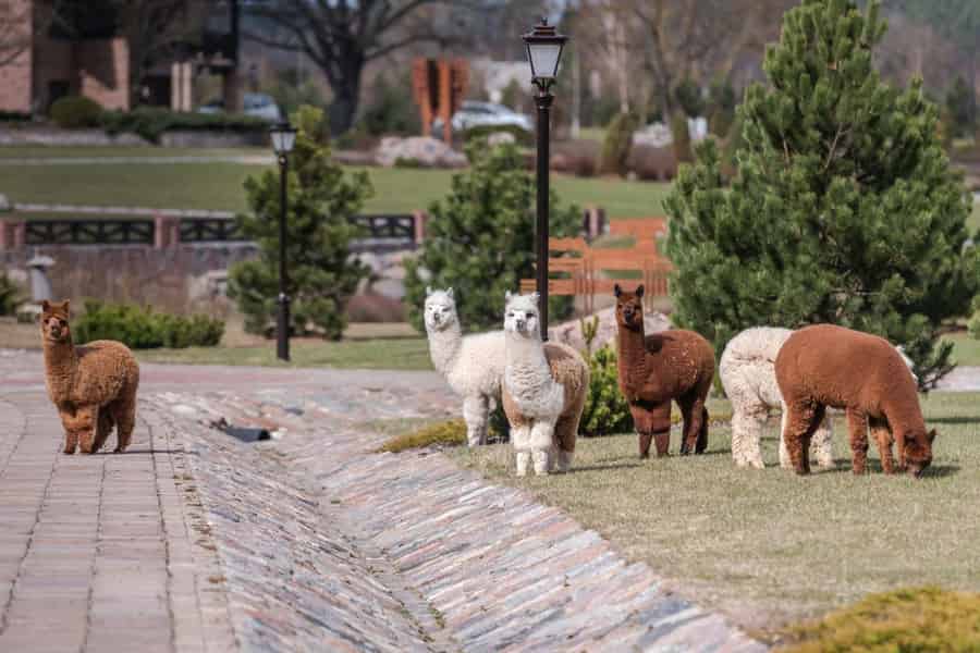 Litauen: Royal Horse Resort Ranch-Erlebnis mit Guide. Foto: GetYourGuide