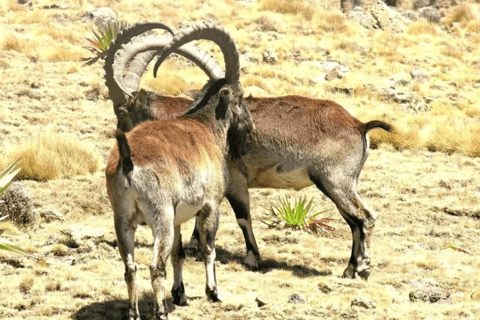 Addis Ababa: 8-Day Bahirdar, Gondar, Lalibela & Abune Yemata