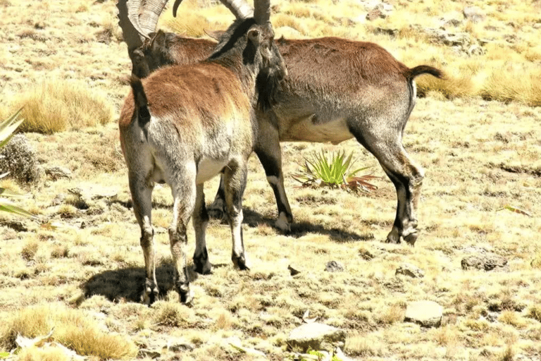 Addis Ababa: 8-Day Bahirdar, Gondar, Lalibela & Abune Yemata