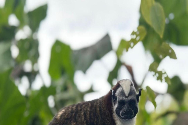 Panama City: Monkey Island & Gatun Lake Tour