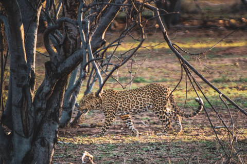 Victoria Falls: Chobe National Park Safari & Dinner Show