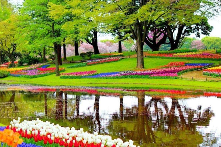 From The Hague: Private Sightseeing tour to Keukenhof