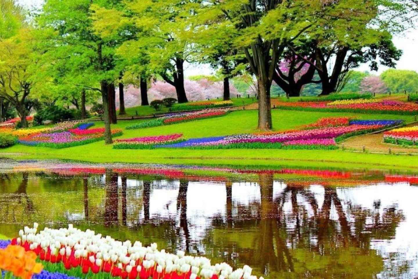 Rotterdam: Private Sightseeing Tour to Keukenhof