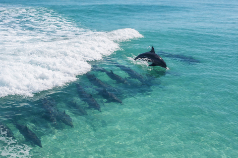 Panama City Beach Dolphin Cruise