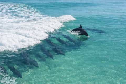 Panama City Beach : croisiere d'observation des dauphins