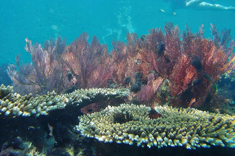 Au départ de Krabi : Les îles Phi Phi et les 4 îles - Excursion d'une journée pour les lève-tôtAu départ de Krabi : Croisière de jour pour les Îles Phi Phi (Early Bird) et déjeuner