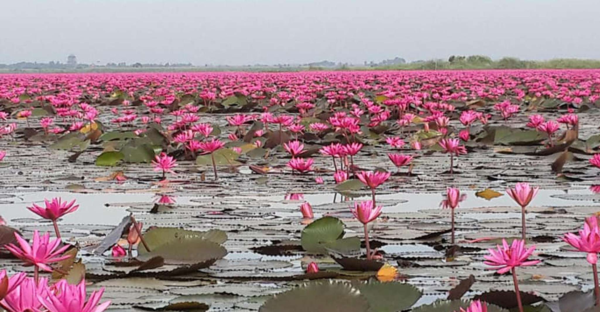 Dolce gita in barca sempre Red Lotus Lake Udonthani - Hizvo