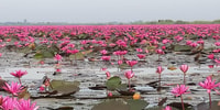 Dolce gita in barca sempre Red Lotus Lake Udonthani - Hizvo