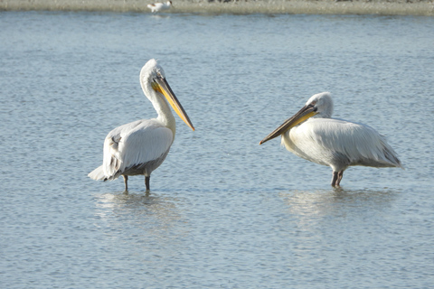 Birdwatching in Albania - Explore Shkodra Lake & Velipoja Birdwatching in Albania - Shkodra Lake & Velipoja Lagoon