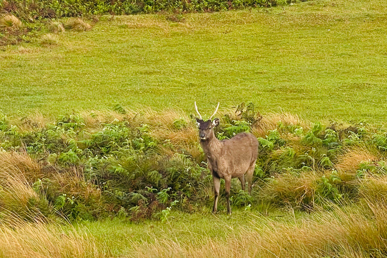 Ella: Horton Plains & Bomburu Ella Waterfall Tour