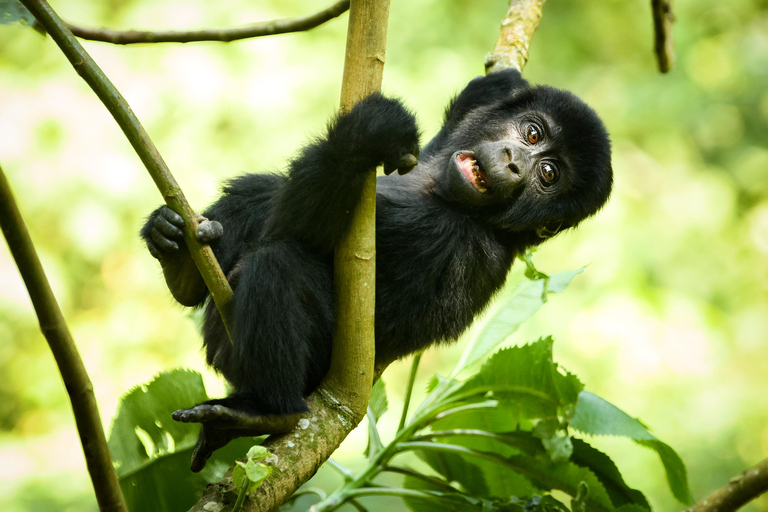 Ouganda : 17 jours de safari de lune de miel avec trekking à la rencontre des gorilles