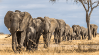 10 dagen Ontdek Kenya Luxury Wildlife Safari op 4x4 Jeep - Housity