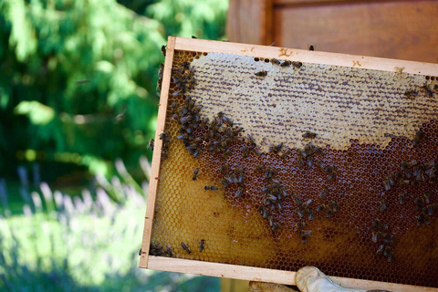 Enjoy a beekeeping experience in Ljubljana