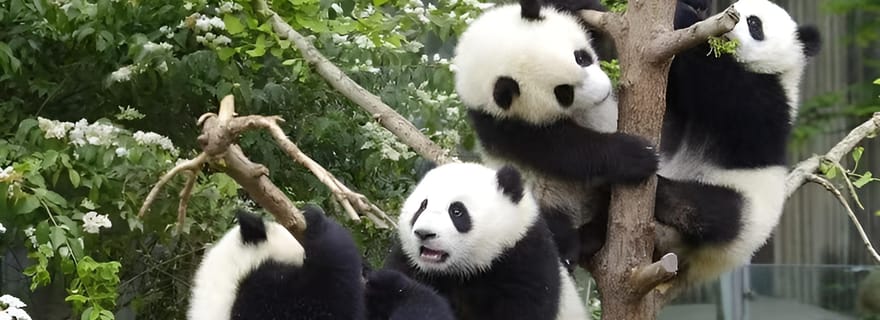 Visite en petit groupe demi-journée au centre d'élevage de pandas de Chengdu