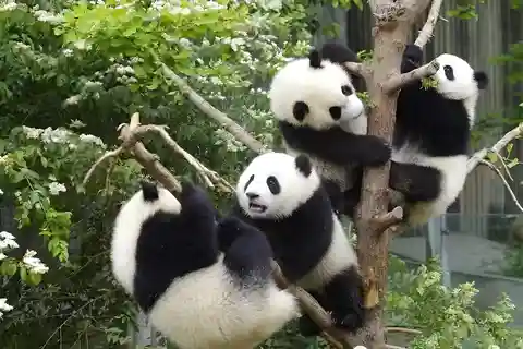 Half day small group tour to Chengdu Panda Breeding Center