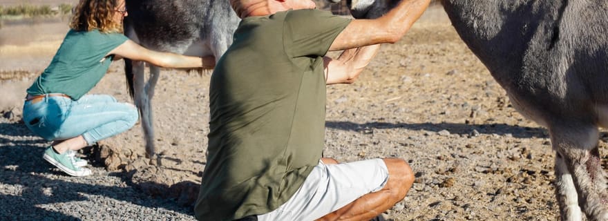 Fuerteventura Aloe & Olivo Tour avec déjeuner optionnel