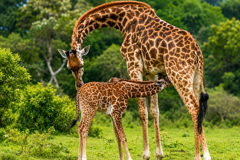 Arusha: Arusha National Park Horseback Safari with Lunch