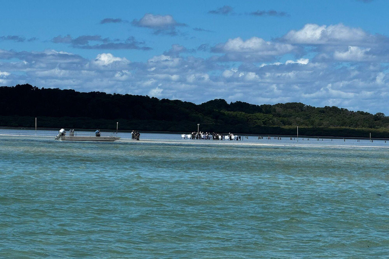 Moreton Bay: Oyster Farm Tour, Boat, Shucking & Tasting