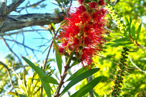 Penang: Cameron Highlands Tour