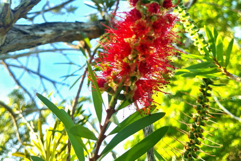 Penang: Cameron Highlands Tour