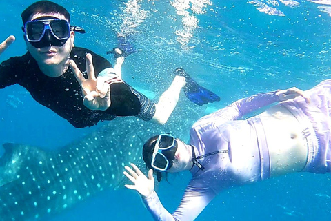 Cebu : Observation des requins-baleines, chutes de Kawasan et plongée en apnée