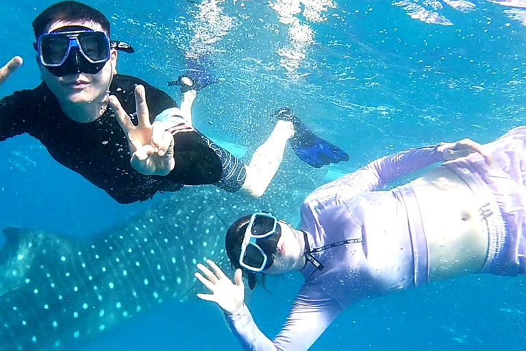 Cebu : Observation des requins-baleines, chutes de Kawasan et plongée en apnée