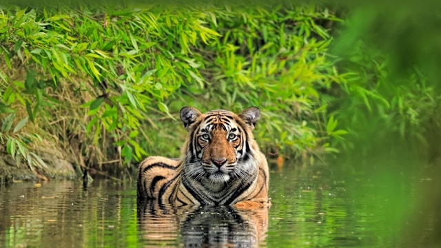 From Delhi: 5-Day Golden Triangle and Tiger Safari Tour