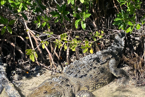 Natuurbelevenis Rio Lagartos en Las Coloradas.