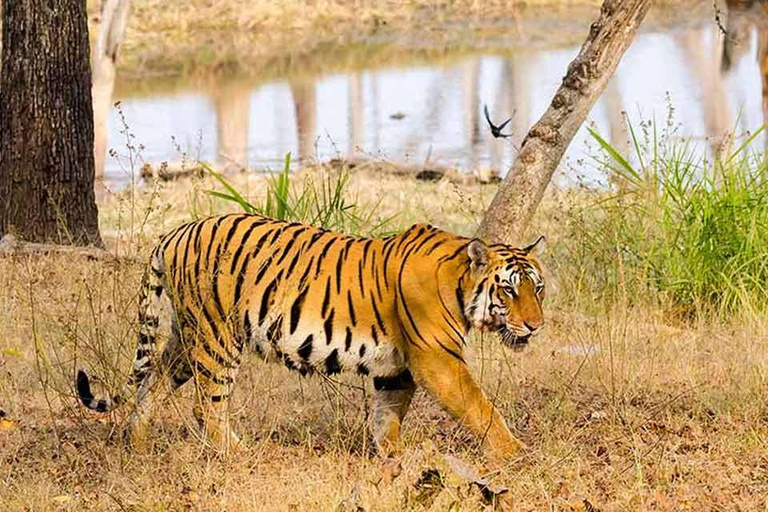 From Delhi: Tiger Safari and Golden Triangle Tour Transport, Guide, Ticket & 4 Star Hotel with Daily Breakfast