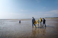 Sylt, Guided Mudflat Hike on the Island - Housity