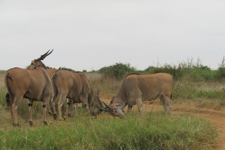 Nairobi Park Safari, Sheldrick's Orphanage & Giraffe Center Shared Drive in Open-Roof Van Game Drive