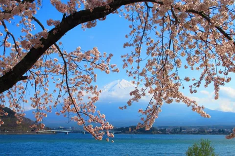 Tokyo: 2-day Customizable Private Tour with Hotel Transfer